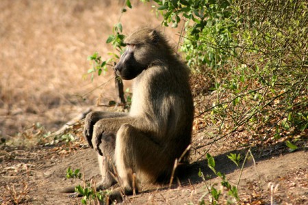 babbuino - Parque Nacional Gorongosa