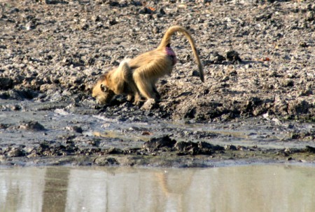 babbuino - Parque Nacional Gorongosa