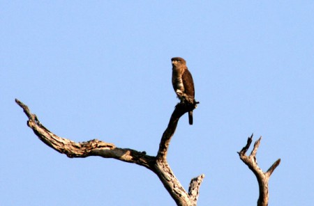 piccola aquila - Gorongosa National Park