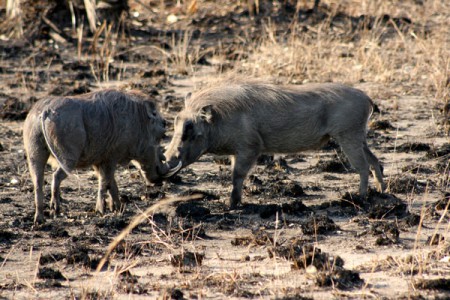facoceri - Parque Nacional Gorongosa