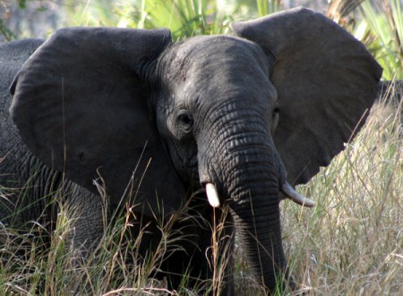 elefante - Parque Nacional Gorongosa