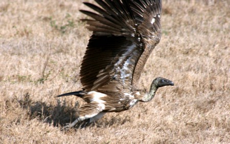 avvoltoio - Parque Nacional Gorongosa