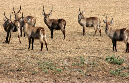 Waterbuck - Gorongosa National Park