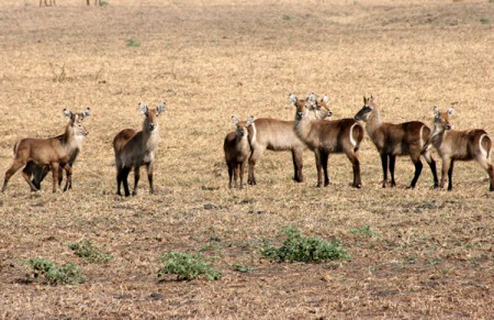 Gorongosa National Park