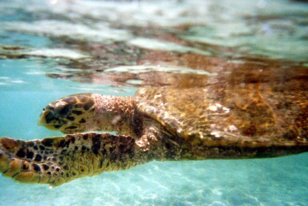 tartaruga - Coco Island