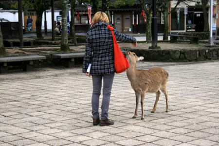 Miyajima - Mavi accarezza un cervo