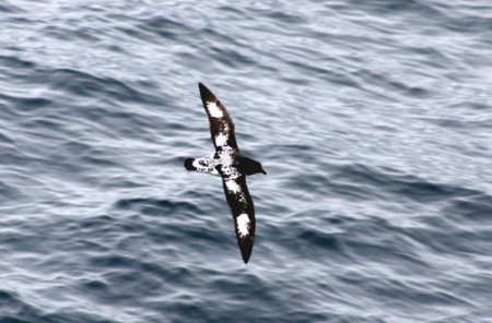 procellaria del Capo - canale di Beagle