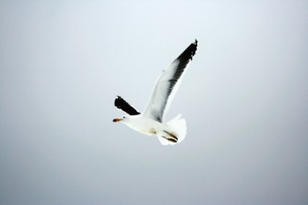 albatros che preannuncia la terra