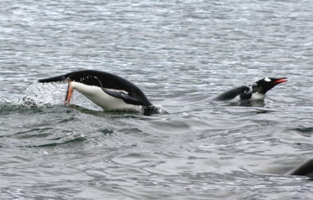 Antartide - pinguini presso Cuverville Island - Penisola Antartica