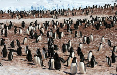 Antartide - colonia di pinguini Papua a Cuverville Island - Penisola Antartica
