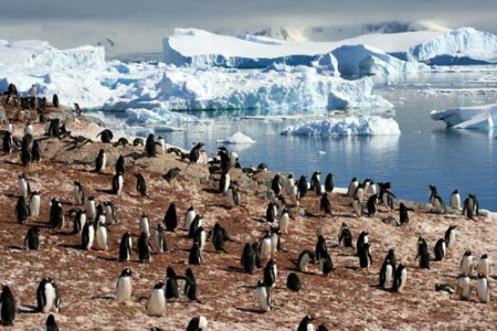 Antartide - colonia di pinguini Papua a Cuverville Island - Penisola Antartica