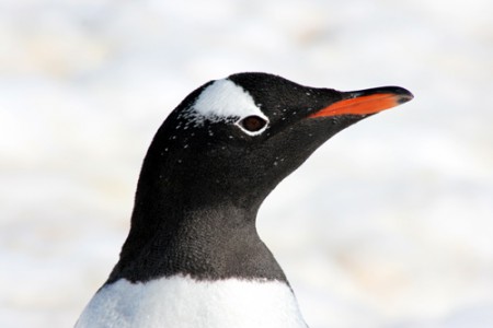 Antartide - pinguino Papua a Cuverville Island - Penisola Antartica