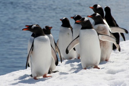 Antartide - pinguini Papua a Cuverville Island - Penisola Antartica