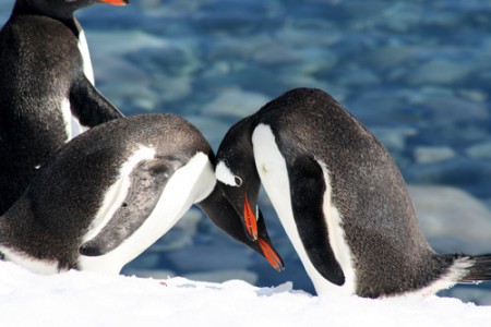 Antartide - rituale accoppiamento a Cuverville Island - Penisola Antartica