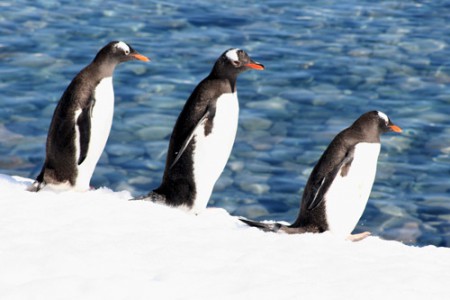 Antartide - pinguini Papua a Cuverville Island - Penisola Antartica