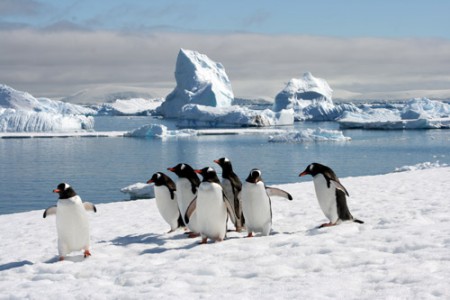 Antartide - pinguini Papua a Cuverville Island - Penisola Antartica