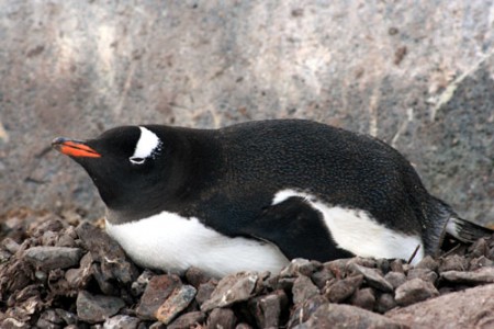 Antartide - pinguino che cova a Port Lockroy