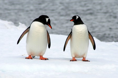 Antartide - coppia di pinguini Papua a Port Lockroy