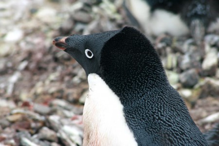 Antartide - pinguino di Adelia a Petermann Isl.