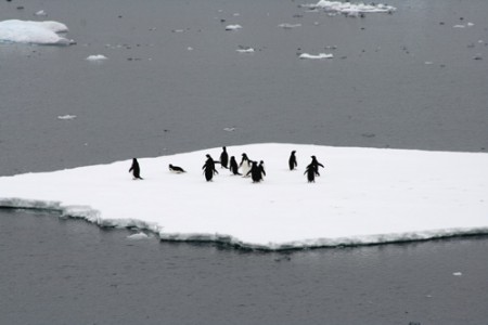 Antartide - pinguini di Adelia sopra iceberg