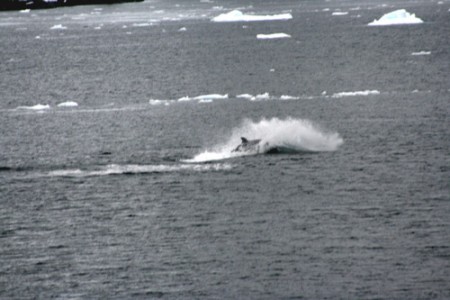 Antartide - orca, penisola Antartica