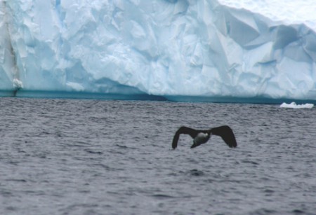 Antartide - cormorano a Paradise Bay
