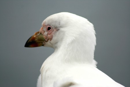 petrello delle nevi, il simbolo di pace dell'Antartide