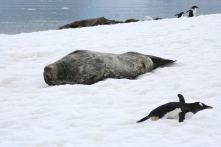 foca di Weddell e pinguino Papua - Neko Harbour
