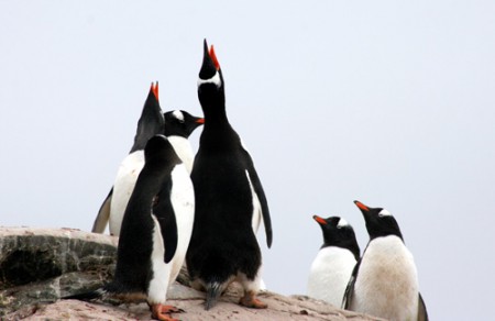 Antartide - pinguini Papua - Neko Harbour