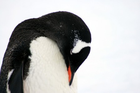 Antartide - pinguino Papua - Neko Harbour
