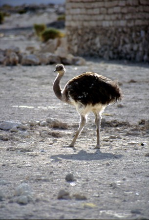 Sud Lipez - nandù presso il villaggio di San Juan