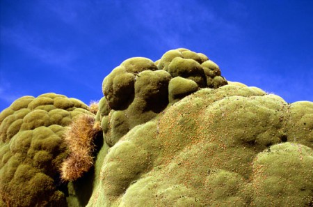 llalareta - tipica pianticella delle Ande