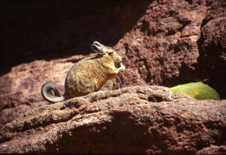 biscaccia roditore delle Ande