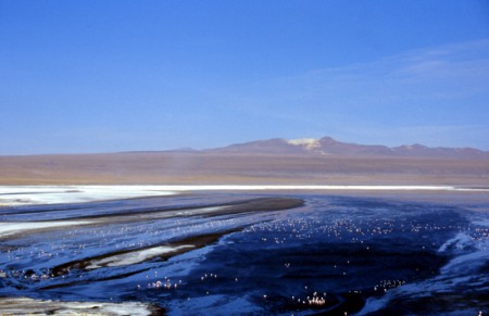 i fenicotteri della Laguna Colorada 4278 mt.