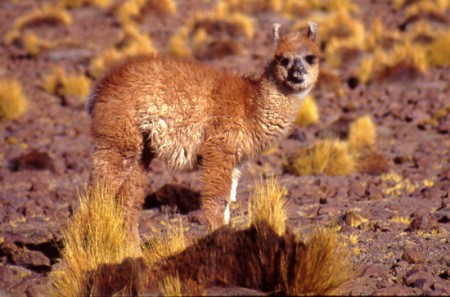 piccolo di lama - Laguna Colorada 4278 mt.