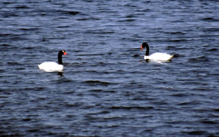 Puerto Natales - cigni dal collo nero