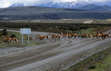 guanaco - P. N. Torri del Paine - Patagonia