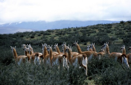guanaco - P. N. Torri del Paine - Patagonia