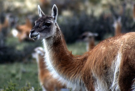 guanaco - P. N. Torri del Paine - Patagonia