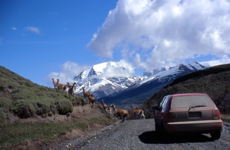  guanaco - P. N. Torri del Paine - Patagonia