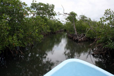 Placencia - tour delle mangrovie