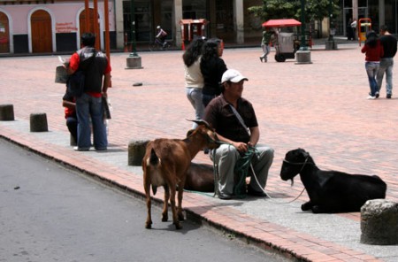 venditore di latte - plaza de Nariño - Pasto