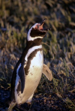 riserva naturale di Punta Tombo