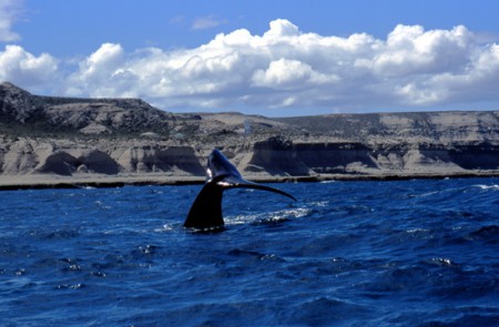 coda di balena - Puerto Piramide (penisola di Valdes)