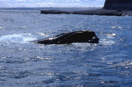 balena - Puerto Piramide (penisola di Valdes)