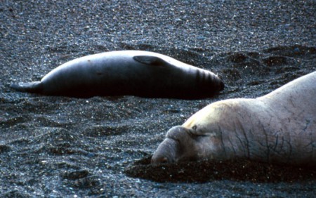 Punta Cantor elefante marino e otaria - penisola di Valdes