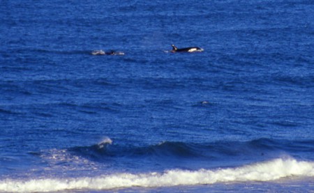 Punta Norte orche - penisola di Valdes