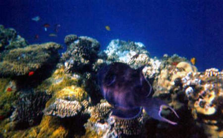 barriera corallina isole Dahlak