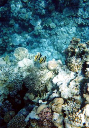 barriera corallina isole Dahlak