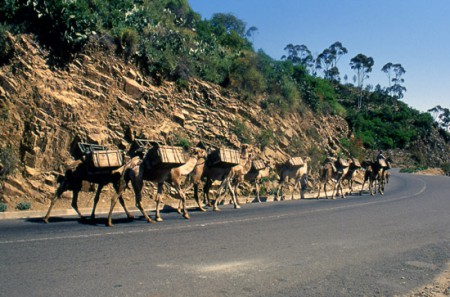 carovana di cammelli - strada degli italiani